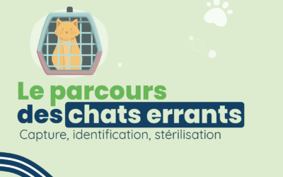 Campagnes de stérilisation des chats errants : Agir pour le bien-être animal